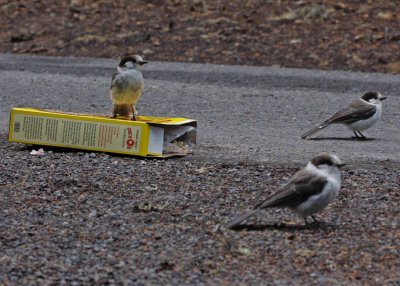 Gray Jay family... they found my cereal!