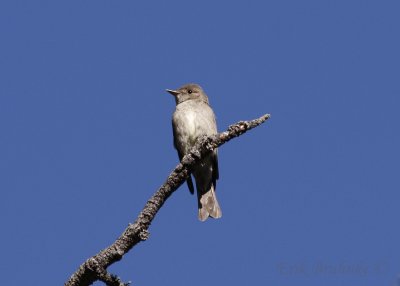 flycatcher ID