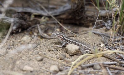 lizard