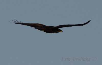 eagle sp in full soar - not inbetween flaps.jpg
