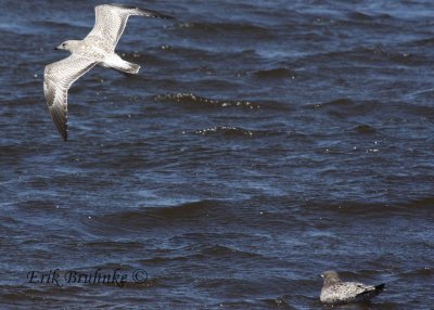 Ring-billed Gull (left) with California Gull (right)