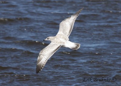 Ring-billed Gull