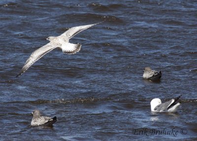 Ring-billed Gull with California Gulls and Western Gull