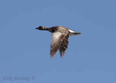 Brant