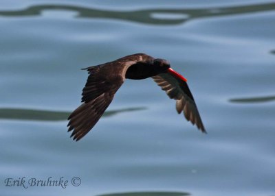 Black Oystercatcher