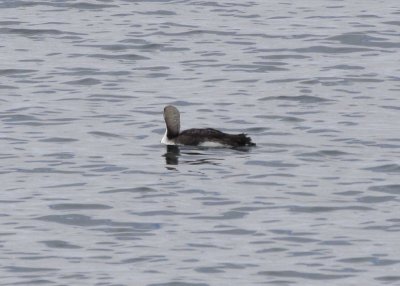 Pacific Loon