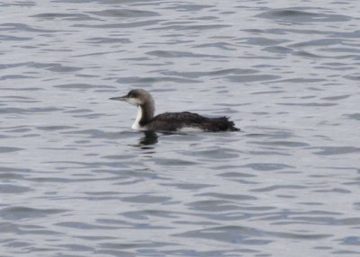 Pacific Loon