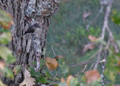 Eastern Wood Pewee (juvenile)