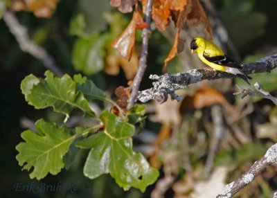 American Goldfinch