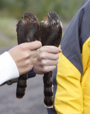 Sharp-shinned Hawks (male on left & female on right)