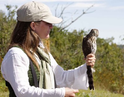 Brittnie with juvenile Coopers Hawk