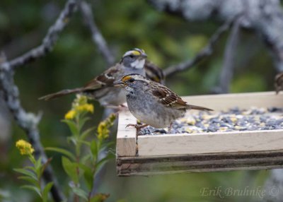 White-throated Sparrow (notice orange lores)