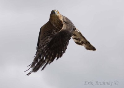 Adult Sharp-shinned Hawk Release