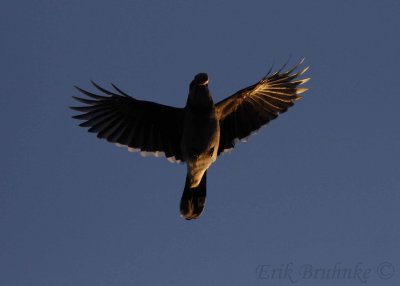 Blue Jay at sunrise (with acorn)