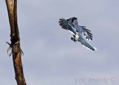 Blue Jay, landing