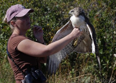 Debbie with a Red-tailed Hawk