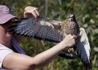 Debbie with an adult Broad-winged Hawk