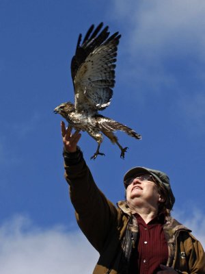 Laura Erickson releasing an adult Broad-winged Hawk