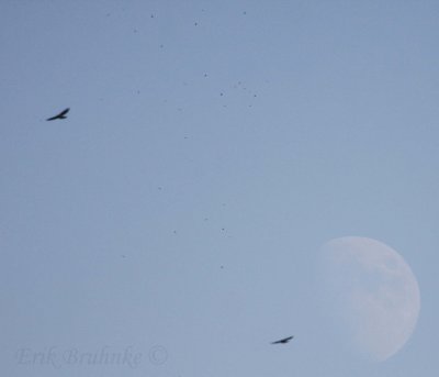 Broad-winged Hawk Kettle in front of the moon