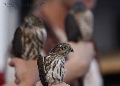 Sharp-shinned Hawks (juv male front, juv female middle, adult female back)