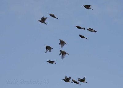 Flock of Cedar Waxwings