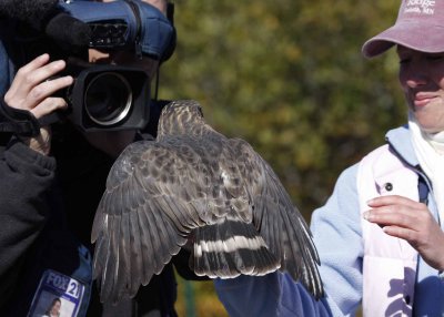 Adult Broad-winged Hawk