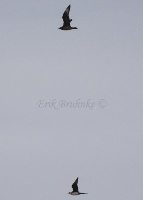 Parasitic Jaegers