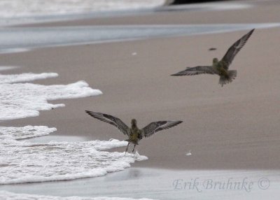 American Golden Plovers