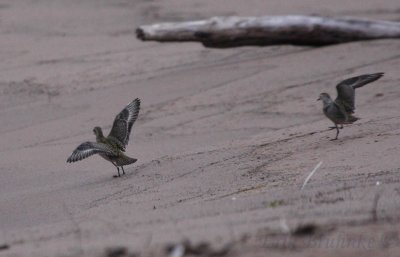 American Golden Plovers