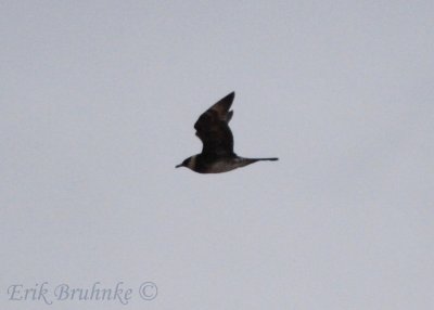 Adult Pomarine Jaeger