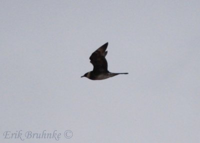 Adult Pomarine Jaeger