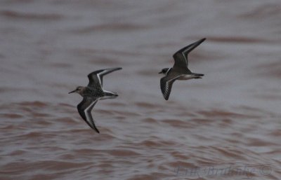 Sanderling (left) and Semipalm plover (right)