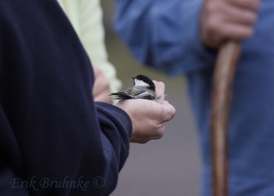 Black-capped Chickadee in the hand