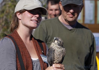 Brittnie holding Peregrine Falcon