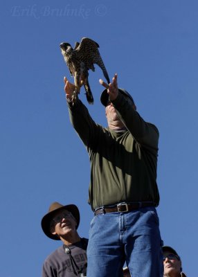 Russ releasing Peregrine Falcon