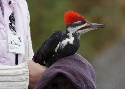 Pileated Woodpecker!