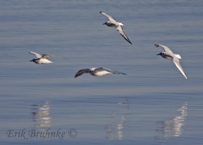 Bonaparte's Gulls - note wing comparison of juv (back center) and adult (right)