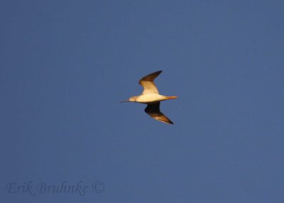 Greater Yellowlegs
