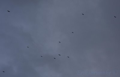 Turkey Vulture Kettle... soaring overhead