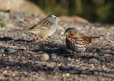 Fox Sparrow (right) with White-crowned Sparrow (left)