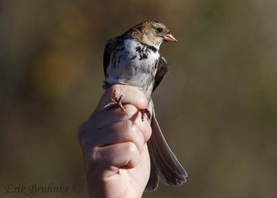 Harriss Sparrow in the hand
