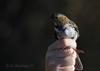 Harris's Sparrow in the hand