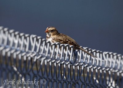 Harris's Sparrow on fence