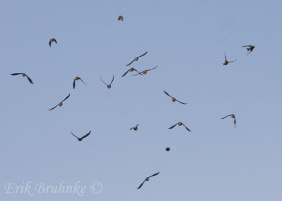 Lapland Longspur zig-zagging flock