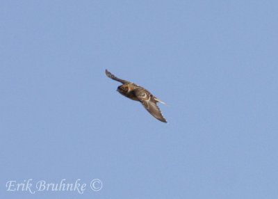 Lapland Longspur