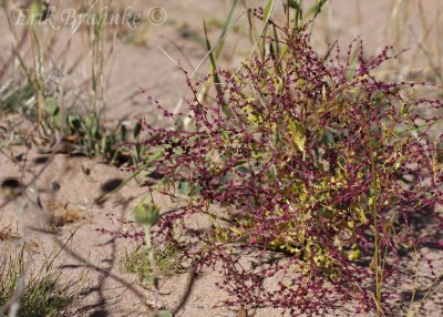 Cool purple plant on dunes