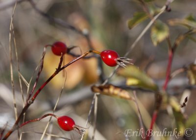 Rosehips