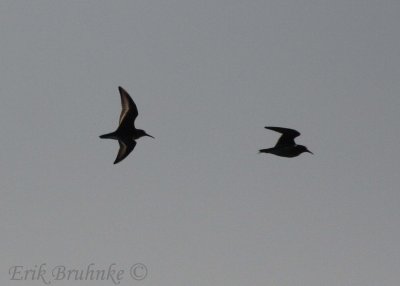 DUNL with other shorebird