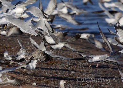Franklins Gull in flight, among Ring-billed Gulls