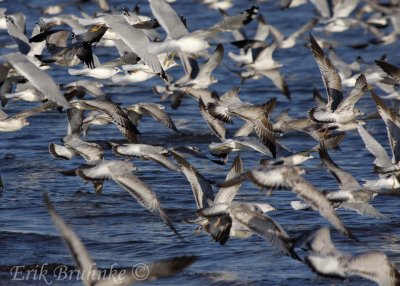 Franklin's Gull in flight, among Ring-billed Gulls